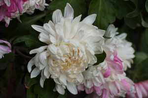 CHRYSANTHEMUM-24 (25)